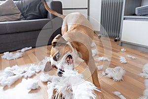 Funny playful dog destroying a fluffy pillow at home photo
