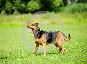 funny Playful dog on the green grass