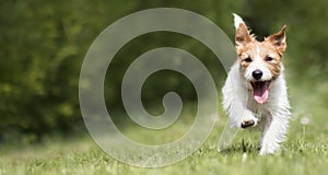 Funny playful happy pet dog puppy running in the grass and smiling