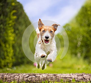 Funny playful happy smiling pet dog puppy running in the grass