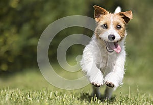 Funny playful happy smiling pet dog puppy running, jumping in the grass