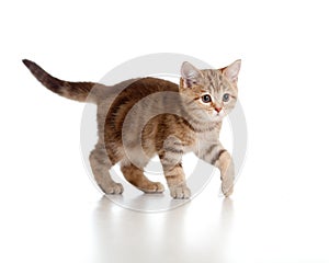 Funny playful kitten. Brittish breed. Tabby.