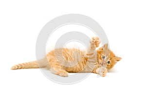 Funny playful red kitten