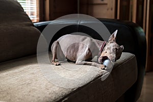 Funny, playful Russian Toy Terrier with a pink collar gnaw on a golf ball, lying on a soft sofa.