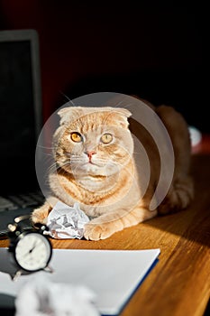 Funny playfull cat lying on office desk in sunlight, home workplace