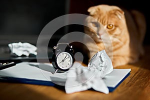 Funny playfull cat lying on office desk in sunlight, home workplace