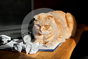 Funny playfull cat lying on office desk in sunlight, home workplace