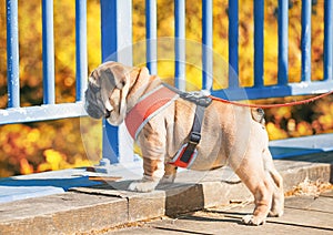 Funny playing red white puppy of english bull dog close to metal bridge looking at street.