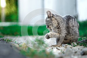Funny playing tabby gray kitten near the yard, kitten in motion
