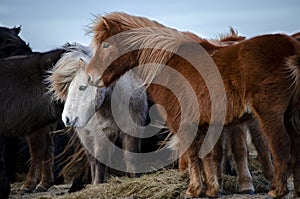 Funny plush Icelandic horses on the farm in the mountains of Iceland eating grass