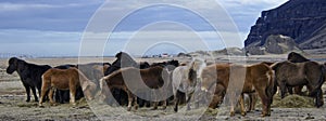 Funny plush Icelandic horses on the farm in the mountains of Iceland eating sear yellow grass