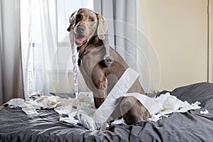 Funny pointer dog playing with toilet paper