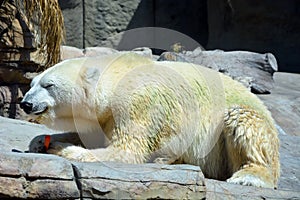 Funny polar bear