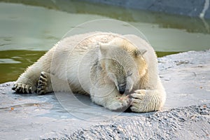 Funny polar white bear cub eating fish