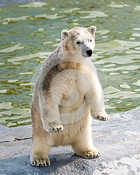 A funny polar white bear cub stands on its hind legs