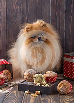 Funny pomeranian dog with treats on wooden table. Fluffy dog. Pomeranian dog with muffins