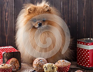 Funny pomeranian dog with treats on wooden table. Fluffy dog. Pomeranian dog with muffins