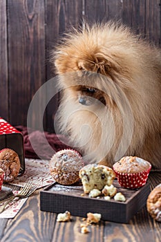 Funny pomeranian dog with treats on wooden table. Fluffy dog. Pomeranian dog with muffins