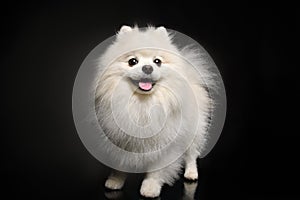 Funny Pomeranian Spitz