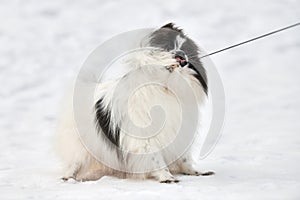 Funny Pomeranian Spitz dog pulling leash on winter outdoor walking full size portrait