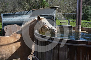 Funny pony drinks water from a hot tube, nice water and beautiful horse. Background of a farm in Texas