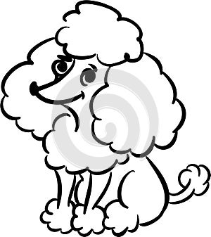 Funny poodle