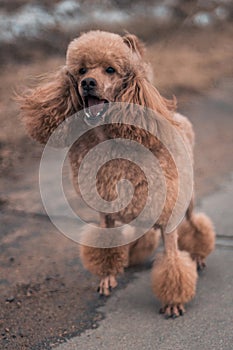 A funny poodle with an interesting hairstyle barks at passers-by on the street.