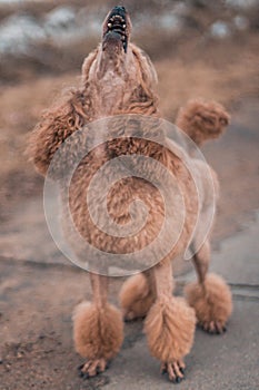 A funny poodle with an interesting hairstyle barks at passers-by on the street.