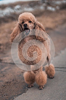 A funny poodle with an interesting hairstyle barks at passers-by on the street.