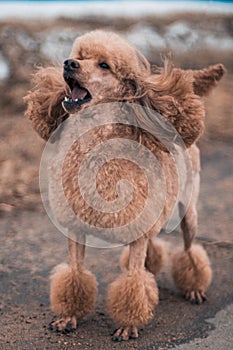 A funny poodle with an interesting hairstyle barks at passers-by on the street.