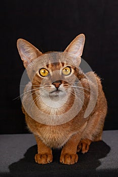 A funny portrait of an Abyssinian cat looking into the camera, on black isolated background with space to copy. cute pet
