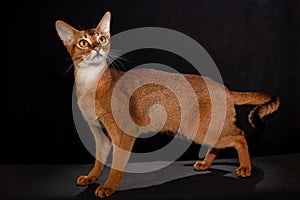 A funny portrait of an Abyssinian cat looking up on a black isolated background with space to copy. A cute pet