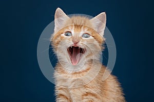 Funny portrait of an adorable ginger kitten screaming with its mouth wide open looking at the camera on a blue background