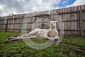 Funny portrait of albino kangaroo