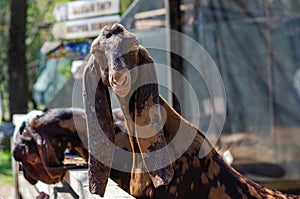 Funny portrait of Anglo-Nubian long-eared brown goat