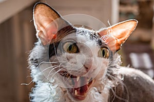 Funny Portrait of Angry Sphynx Cat Gazing and Meow