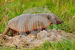 Funny portrait of Armadillo, face portrait, hidden in the grass. Wildlife of South America. Six-Banded Armadillo, Yellow Armadillo