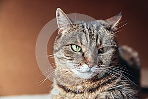 Funny portrait arrogant short-haired domestic tabby cat relaxing at home. Little kitten lovely member of family playing indoor.