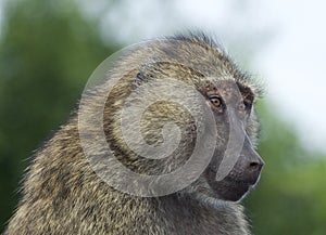 Funny portrait of a baboon