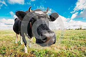 Close Up Of Cow In Meadow Or Field With Green Grass In Mouth.