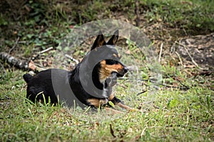 Funny portrait of a black dog with a mouse in its mouth,proud