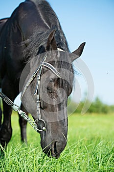 funny portrait of black grazing horse in the green field. close up