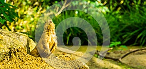 Funny portrait of black tailed prairie dog standing up, cute and popular pets, tropical rodent specie from America