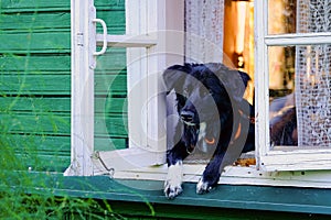 Ridículo en blanco y negro el perro sobre el en algún lugar en campo 