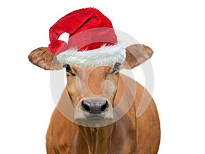 .funny portrait of a brown cow wearing a santa claus hat i