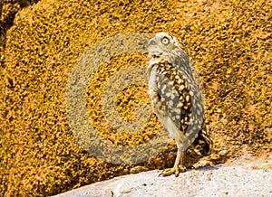 Funny portrait of a burrowing owl, tropical bird specie from America, diurnal bird of prey photo
