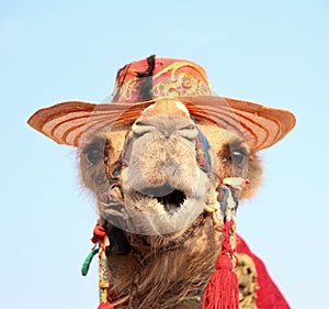 Funny portrait of camel with hat