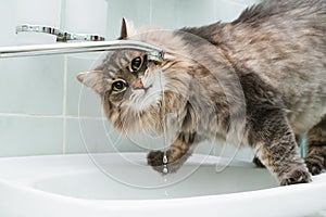 Funny portrait of cat drinking water from tap in bathroom standing on sink and looking at camera.