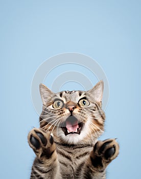 Funny portrait of a cat looking shocked or surprised against the background with its paw up
