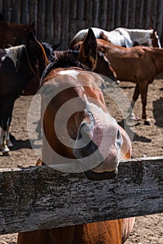 Funny portrait of a chestnut horse looking over a wood fence